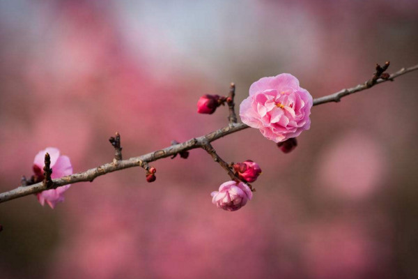 中国的国花是什么花