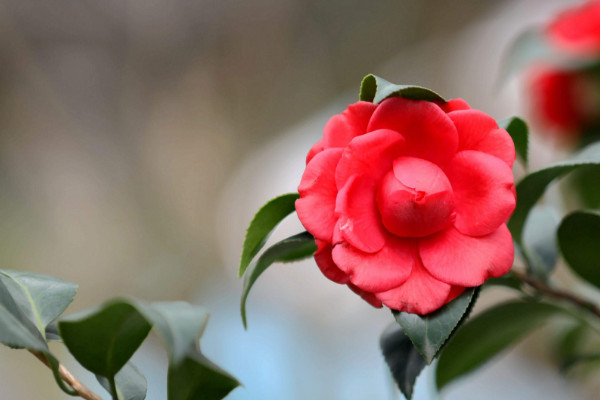 茶花结苞但一直不开花是为什么，温度不足15℃