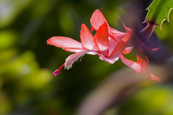 蟹爪兰怎样催花，控温增光/保湿施肥/修枝剪叶