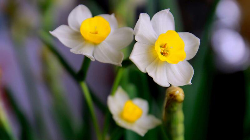 水仙花花语