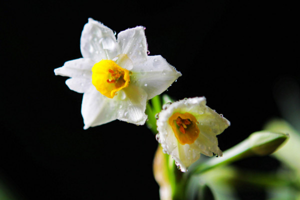 水仙花花语