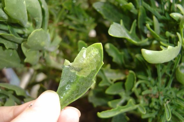 长寿花长虫子怎么办，保证通风并施加除虫药剂