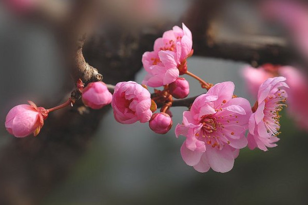 梅花的养殖方法和注意事项，耐贫瘠浇水见干见湿