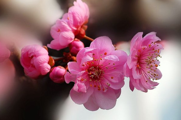 梅花的养殖方法和注意事项，耐贫瘠浇水见干见湿