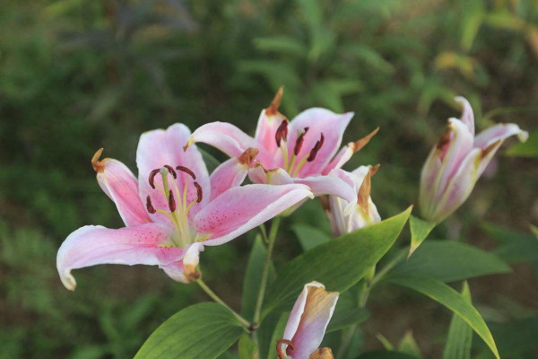 百合花叶子发黄怎么办，减少光照更换盆土