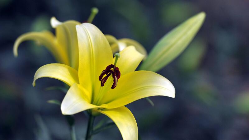 百合花语大全