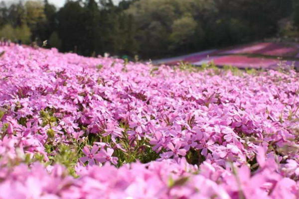 樱花草的花语