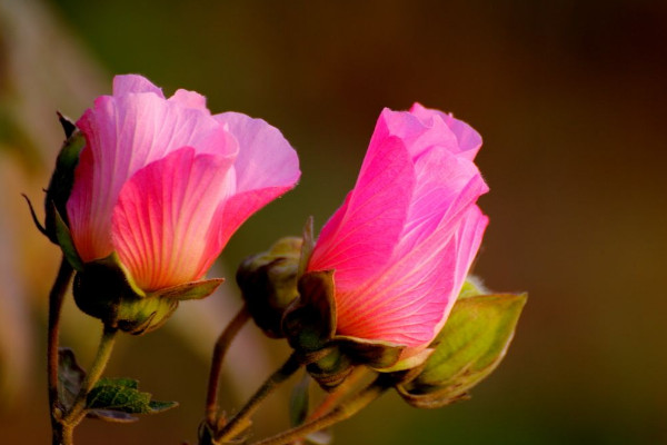 芙蓉花花语