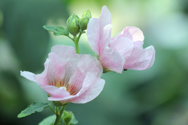 芙蓉花怎么养