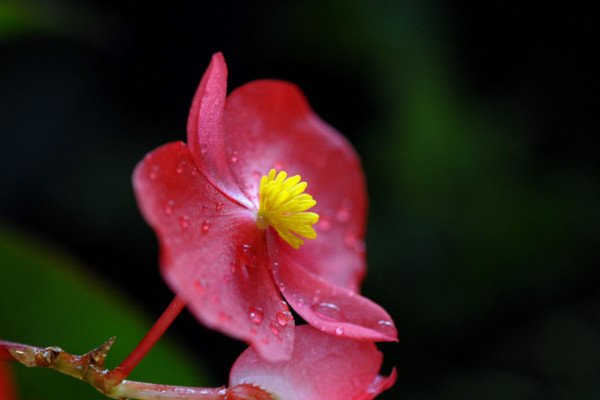 秋海棠花语