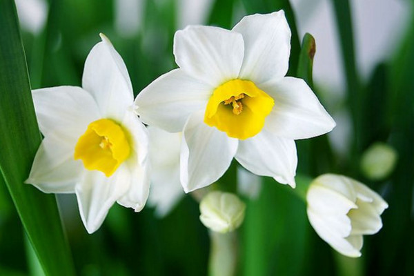 水仙花什么时候开花，一月开花养护得当可到3月