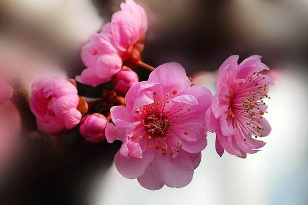 腊梅和梅花的区别，花色/花期/叶片/香味/树冠不同