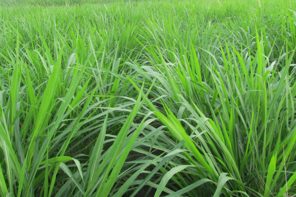 黑麦草什么时候播种，最佳播种时间在2~4月或9~11月