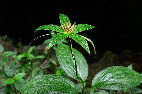 七叶一枝花怎么种植，采用穴播进行播种