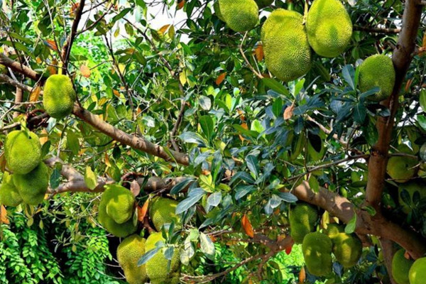 菠萝蜜树在北方能种吗，属于热带植物不能在北方种植