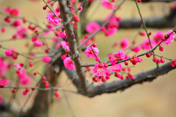 梅花和桃花的区别，从花期/花色/花香/花叶区分