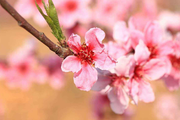 梅花和桃花的区别，从花期/花色/花香/花叶区分