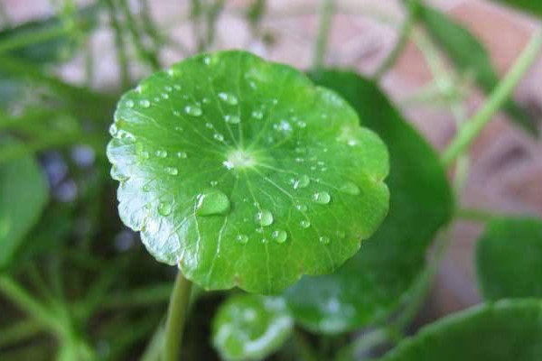 铜钱草叶子发黄怎么办，分析原因增加光照增施氮肥