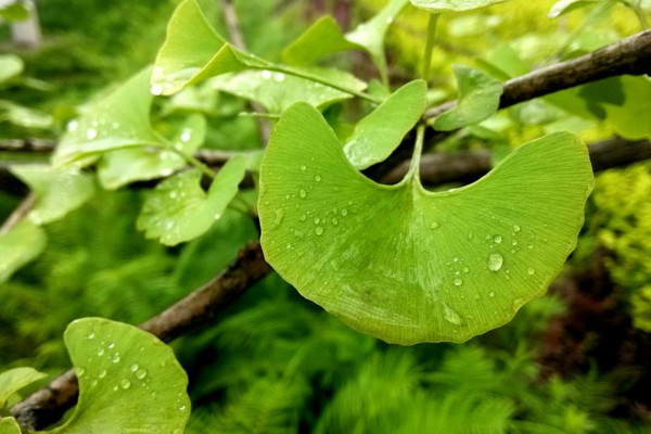 白果树和银杏树一样吗，两者是同一种植物