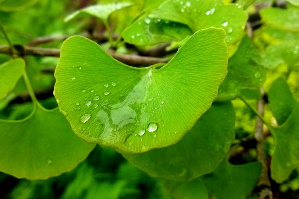 白果树和银杏树一样吗，两者是同一种植物