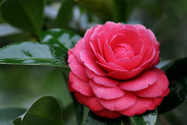 十八学士茶花和赤丹茶花的区别，十八学士颜色更为丰富