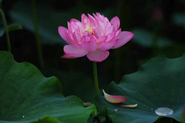 莲花的花语是什么，忠贞纯洁/出淤泥而不染