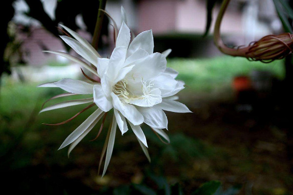 昙花养殖方法和注意事项，使用微酸性土壤栽植