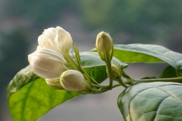 茉莉花怎么剪枝，生长期需做好修剪工作