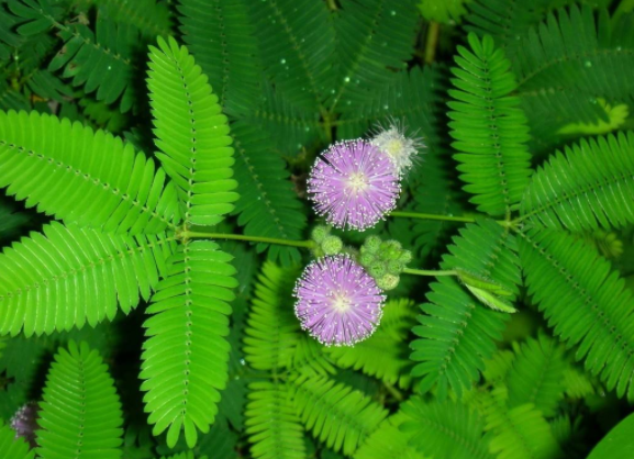 含羞草花语与传说故事