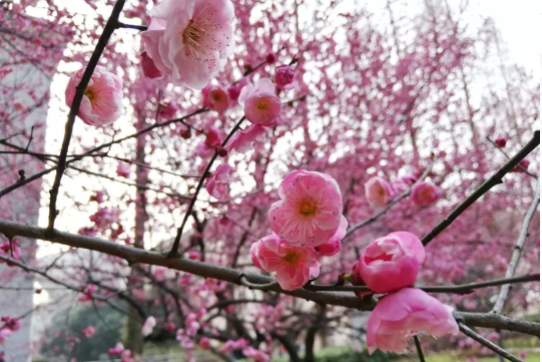 梅花已开，樱花还远吗？