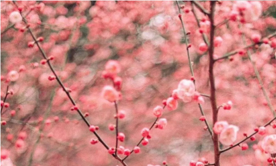 梅花已开，樱花还远吗？