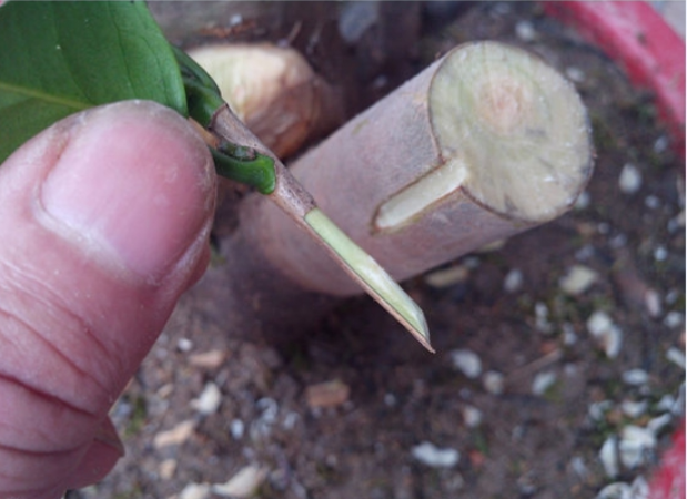 油茶树嫁接茶花