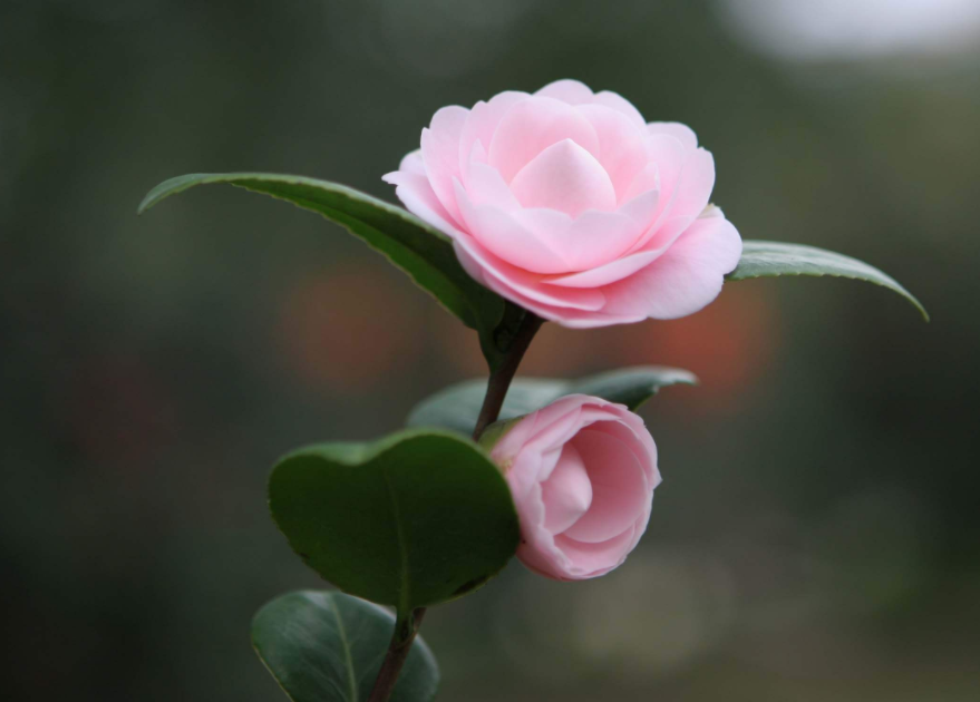 山茶花几月开