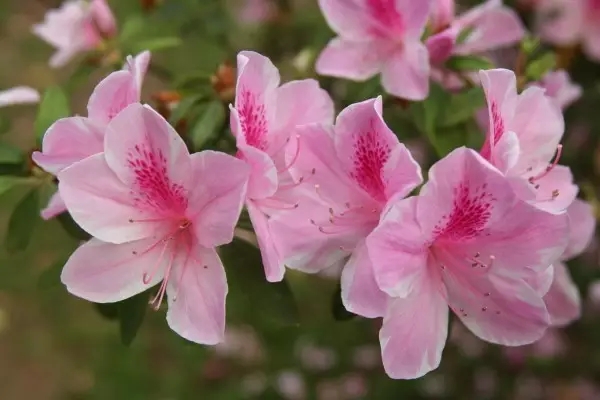 杜鹃花语 尽有这层寓意