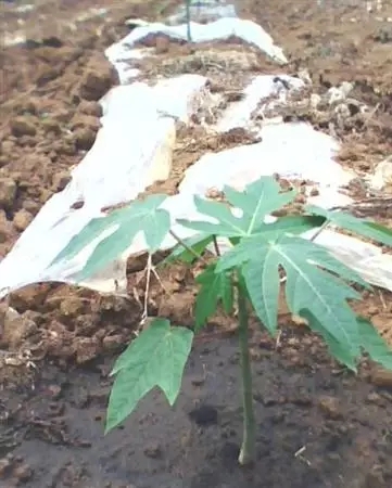 木瓜树栽培，木瓜树怎么种植好?