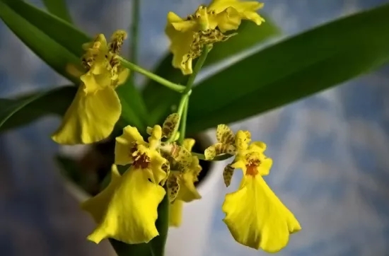 兰花花语、玉兰花花语是什么？适合送什么人？