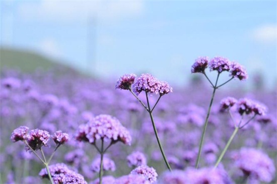 薰衣草什么时候开花？