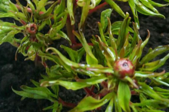 夏季可以移植芍药吗？ 移植容易引起植物枯萎和死亡