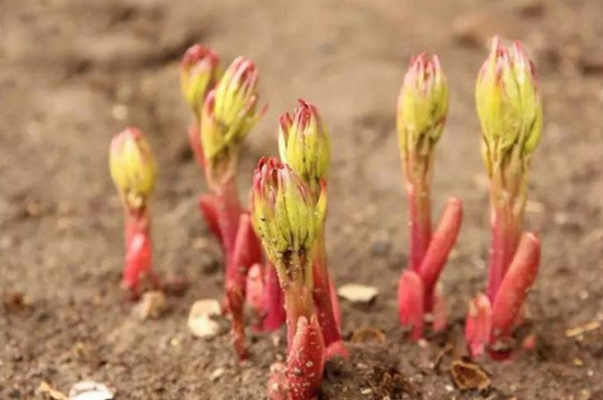 夏季可以移植芍药吗？ 移植容易引起植物枯萎和死亡