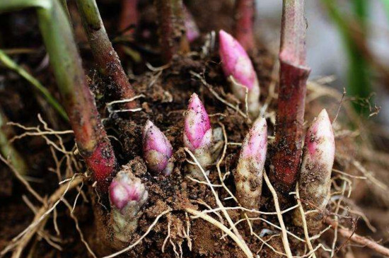 夏季可以移植芍药吗？ 移植容易引起植物枯萎和死亡