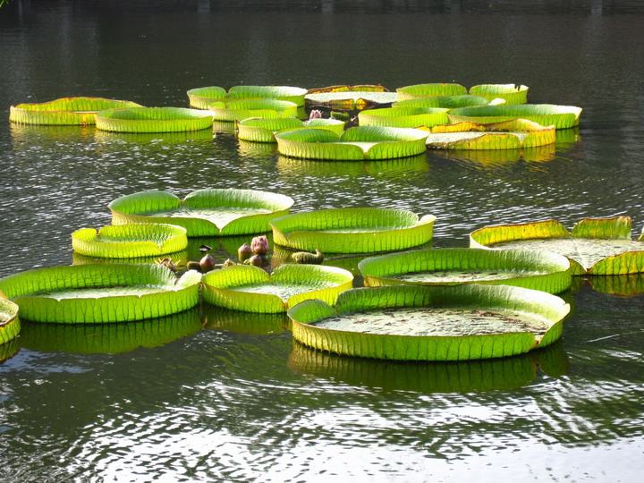 王莲图片全集！王莲——水生植物女王！