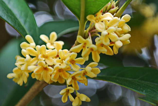 桂花怎么养才能花开百朵满屋香