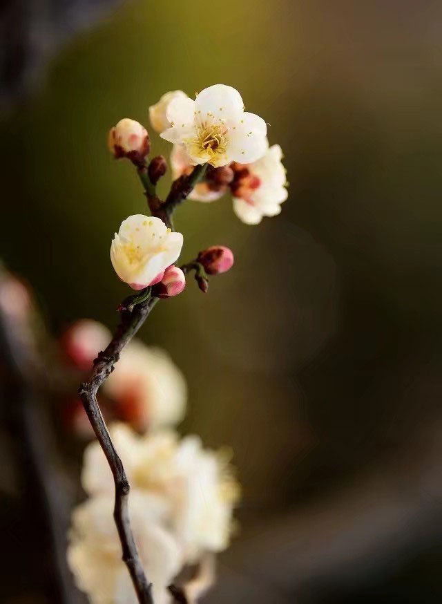 龙游梅的鉴赏以及栽培养护