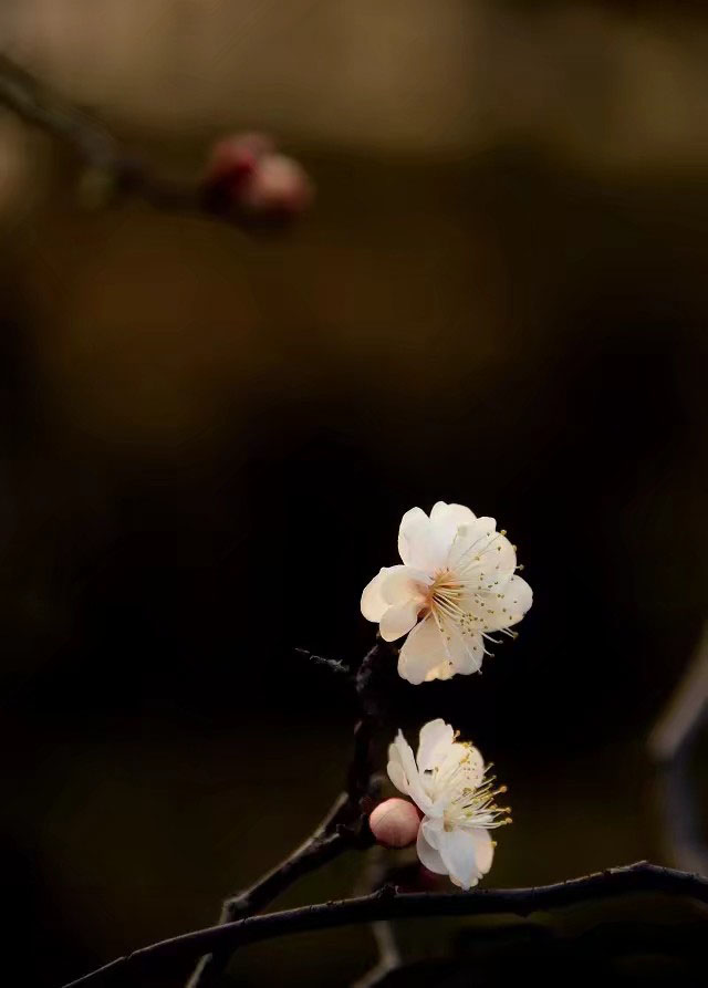 龙游梅的鉴赏以及栽培养护