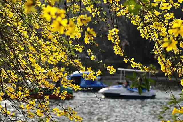 迎春花养殖一个小技巧花开年年爆枝头