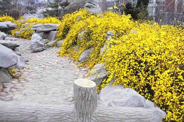 迎春花养殖一个小技巧花开年年爆枝头