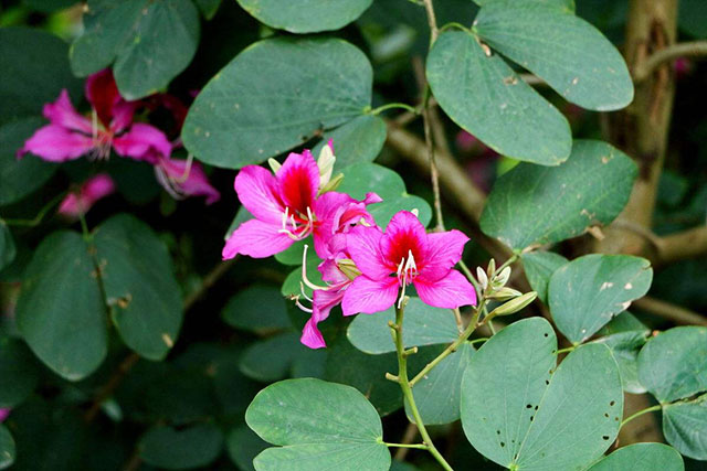 中药材老白花