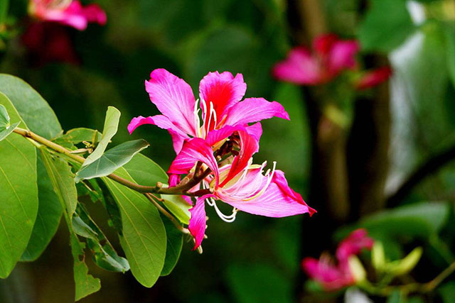 中药材老白花