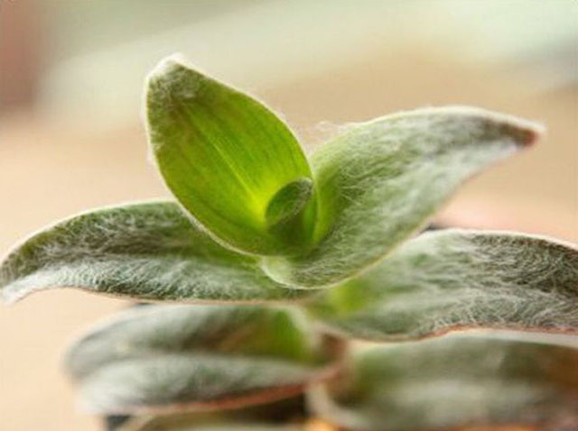 教你养白雪姬多肉植物盆栽开花特别漂亮