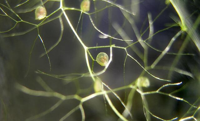 一部分植物原来你经进化成食肉者